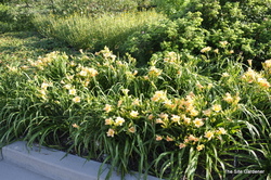 Hemerocallis 'Mini Pearl — photo 2